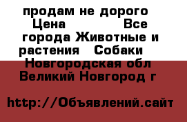 продам не дорого › Цена ­ 10 000 - Все города Животные и растения » Собаки   . Новгородская обл.,Великий Новгород г.